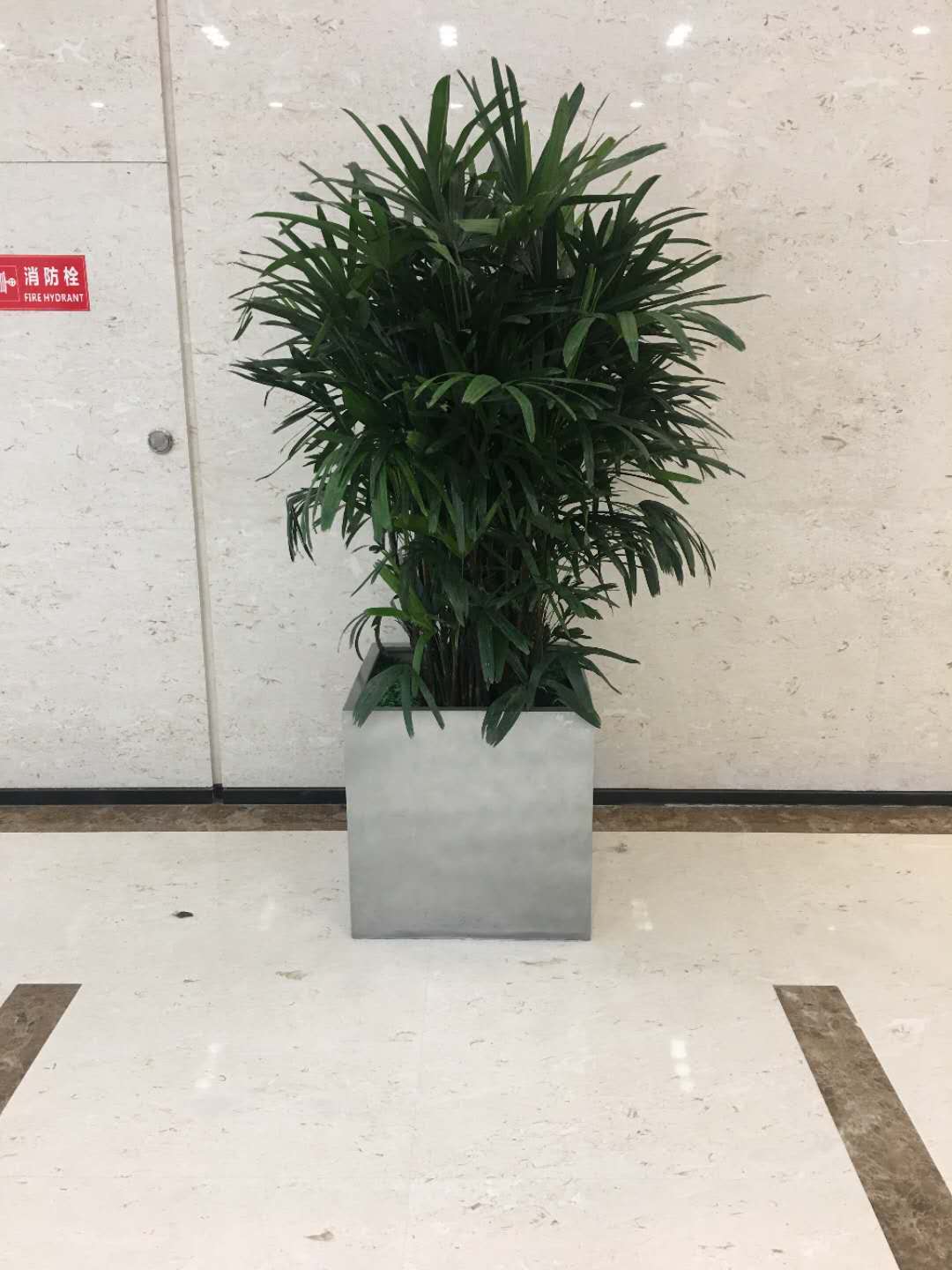 大型绿植