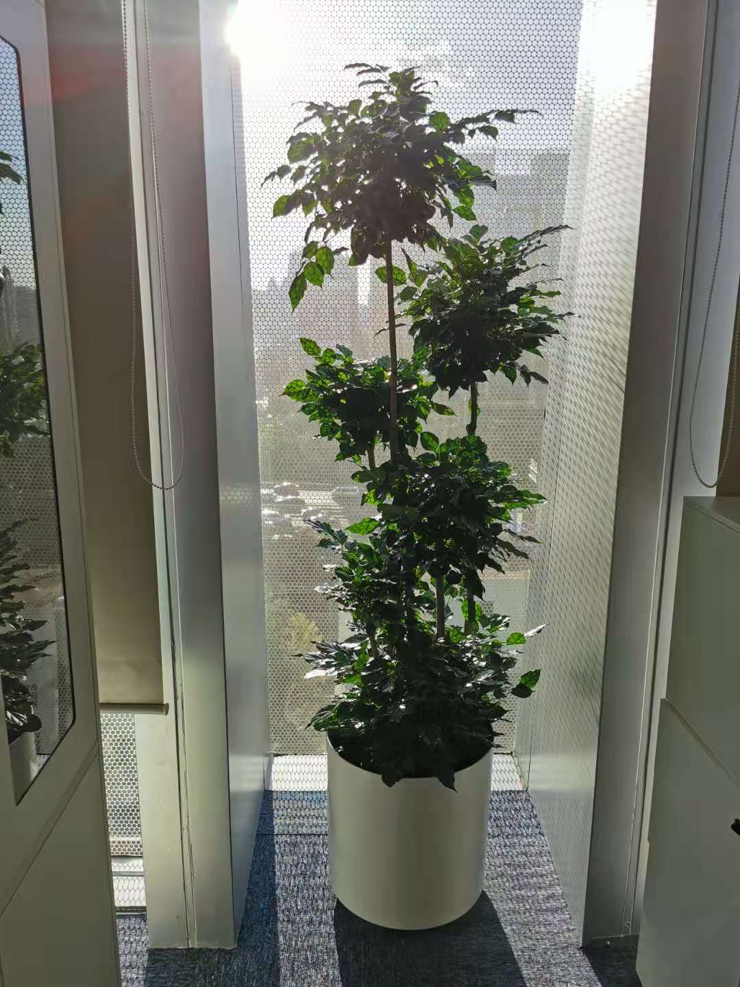 大型绿植
